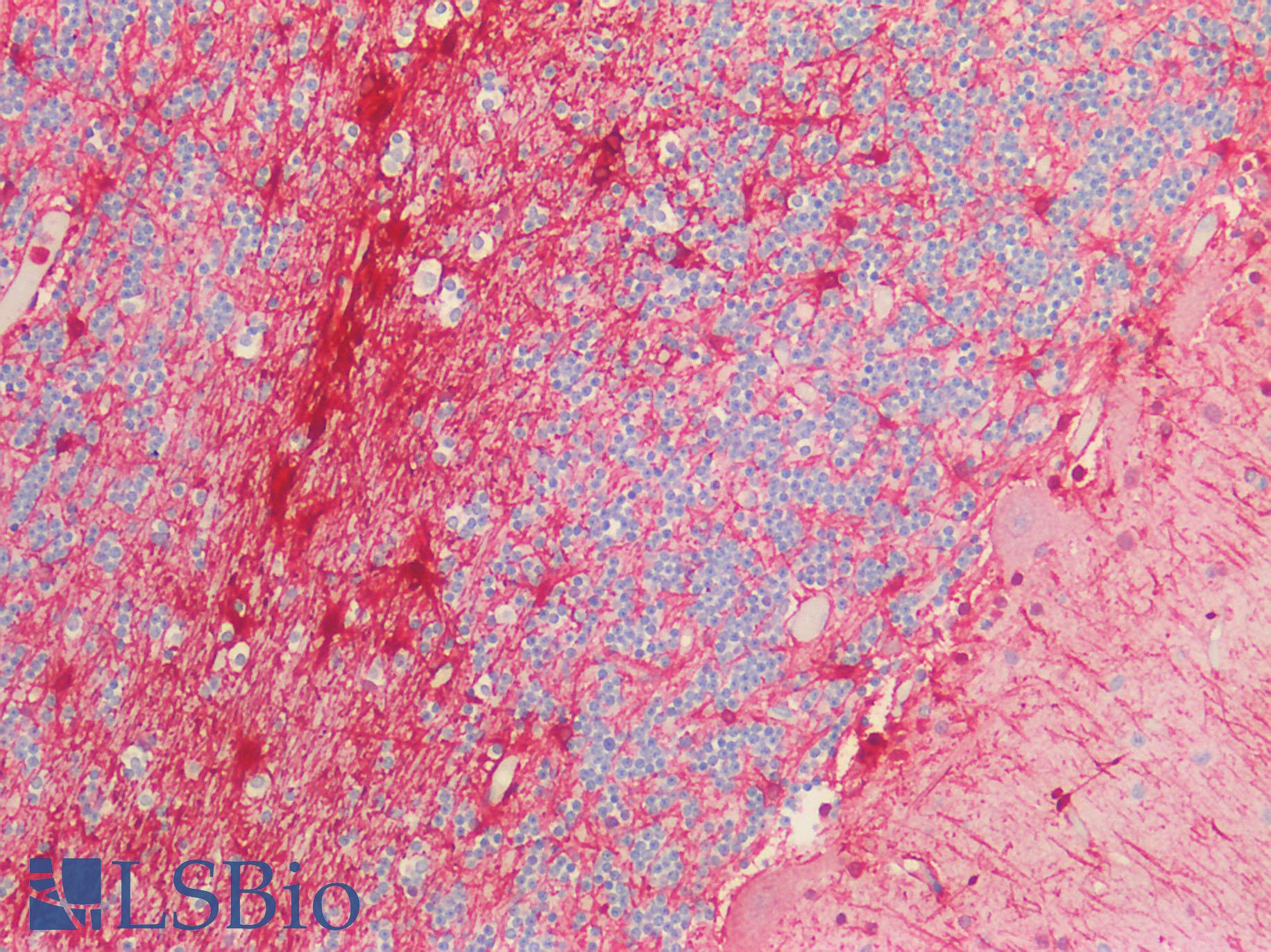 GFAP Antibody - Human Brain, Cerebellum: Formalin-Fixed, Paraffin-Embedded (FFPE) HIER using 10 mM sodium citrate buffer pH 6.0