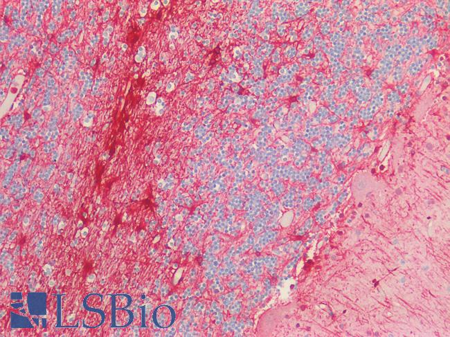 GFAP Antibody - Human Brain, Cerebellum: Formalin-Fixed, Paraffin-Embedded (FFPE) HIER using 10 mM sodium citrate buffer pH 6.0