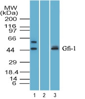 GFI1 Antibody - Western blot of Zinc finger protein Gfi-1 in human HepG2 cell lysate in the 1) absence and 2) presence of immunizing peptide, and 3) mouse RAW cell lysate using GFI1 Antibody at 6 ug/ml. Goat anti-rabbit Ig HRP secondary antibody, and PicoTect ECL substrate solution were used for this test.