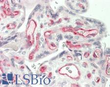 GFI1B Antibody - Human Placenta: Formalin-Fixed, Paraffin-Embedded (FFPE)