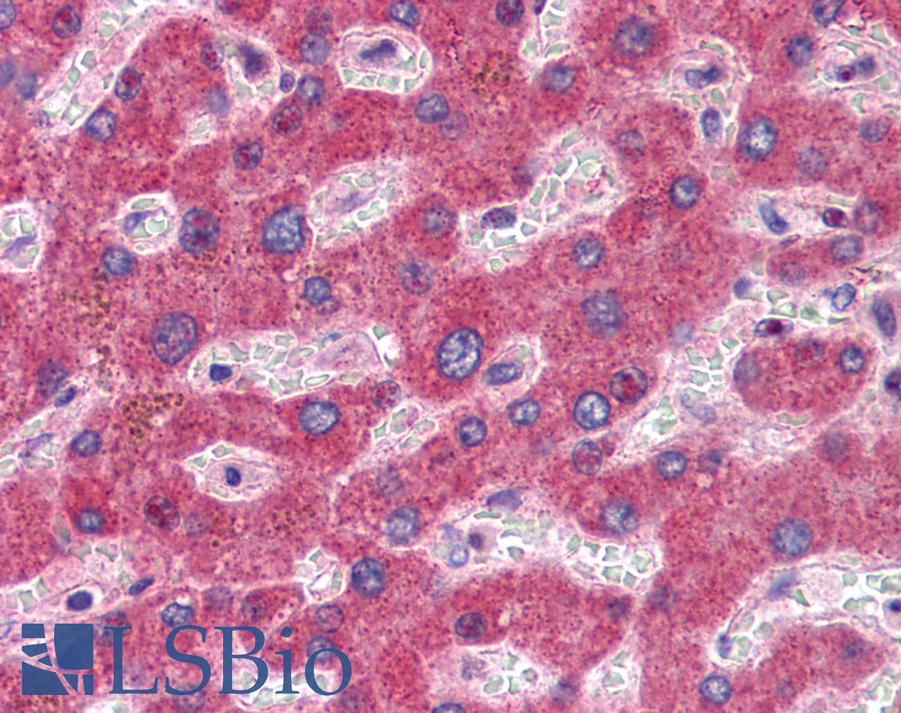 GFPT1 / GFAT Antibody - Anti-GFPT1 antibody IHC of human liver. Immunohistochemistry of formalin-fixed, paraffin-embedded tissue after heat-induced antigen retrieval.
