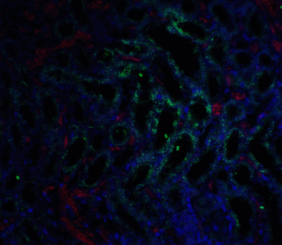 GFRA3 Antibody - Immunofluorescence of GFR alpha 3 in mouse kidney tissue with GFR alpha 3 antibody at 5 ug/ml.   Green: GFR alpha 3 antibody  Red: Phylloidin staining  Blue: DAPI staining