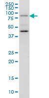 GGA1 Antibody - GGA1 monoclonal antibody (M01), clone 3F11 Western blot of GGA1 expression in K-562.