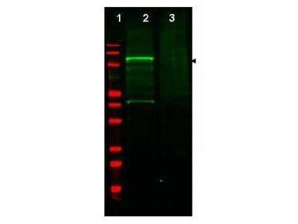 GGA3 Antibody - Anti-GGA3 Antibody - Western Blot. Western blot of Affinity Purified anti-GGA3 antibody shows detection of a band at ~110 kD corresponding to GFP-GGA3 fusion protein present in a lysate of HEK293 cells over- expressing the recombinant protein (lane 2, arrowhead). Pre-incubation of antibody with immunizing peptide blocks specific staining (lane 3). MW markers are shown in lane 1 (700 nm channel - red). Approximately 35 ug of lysate was separated on a 16% Tricine gel by SDS-PAGE and transferred onto nitrocellulose. After blocking the membrane was probed with the primary antibody diluted to 1:600. Reaction occurred overnight at 4C followed by washes and reaction with a 1:10000 dilution of IRDye800 conjugated Gt-a-Rabbit IgG [H&L] ( for 45 min at room temperature (800 nm channel - green). IRDye800 fluorescence image was captured using the Odyssey Infrared Imaging System developed by LI-COR. IRDye is a trademark of LI-COR, Inc. Other detection systems will yield similar results.