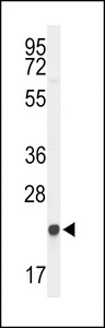 GGCT Antibody - Western blot of GGCT Antibody in 293 cell line lysates (35 ug/lane). GGCT (arrow) was detected using the purified antibody.