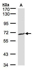 GGT1 / GGT Antibody - Sample (30 ug of whole cell lysate). A: MOLT4. 7.5% SDS PAGE. GGT1 / GGT antibody diluted at 1:500