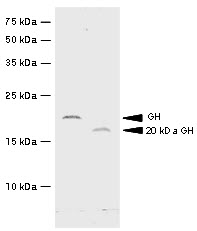 GH / Growth Hormone Antibody - Recombinant hGH and 20kD hGH were resolved by electrophoresis, transferred to PVDF membrane and probed with anti-hGH(1:500). Proteins were visualized using a goat anti-mouse secondary antibody conjugated to HRP and a DAB detection system. Arrows indicate recombinant hGH (22kD) and 20kD hGH, respectively.