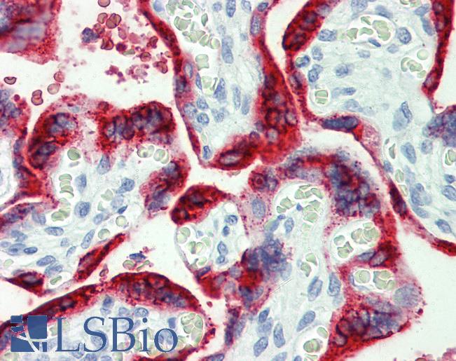 GH / Growth Hormone Antibody - Anti-Growth Hormone antibody IHC of human placenta. Immunohistochemistry of formalin-fixed, paraffin-embedded tissue after heat-induced antigen retrieval. Antibody concentration 10 ug/ml.