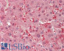 GHBP / BLVRB Antibody - Anti-GHBP / BLVRB antibody IHC staining of human liver. Immunohistochemistry of formalin-fixed, paraffin-embedded tissue after heat-induced antigen retrieval. Antibody concentration 5 ug/ml.