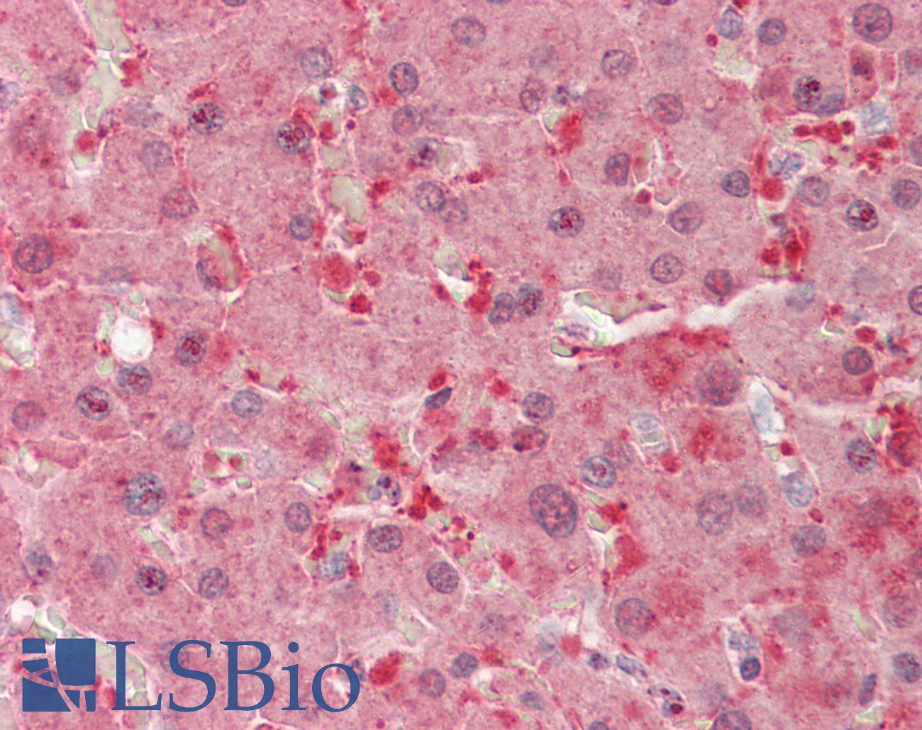 GHBP / BLVRB Antibody - Anti-GHBP / BLVRB antibody IHC staining of human liver. Immunohistochemistry of formalin-fixed, paraffin-embedded tissue after heat-induced antigen retrieval. Antibody concentration 5 ug/ml.