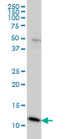 Ghrelin Antibody - Western blot of GHRL expression in HeLa cells with GHRL monoclonal antibody, clone 4B8.