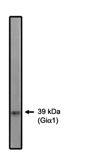 Gi Alpha 1/2 Antibody - Western blot of Gi 1/2 antibody on 10 ng of purified Gi 1 protein.