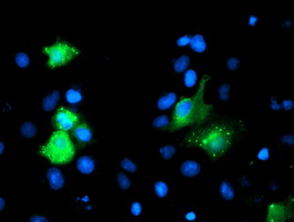 GIMAP4 Antibody - Anti-GIMAP4 mouse monoclonal antibody immunofluorescent staining of COS7 cells transiently transfected by pCMV6-ENTRY GIMAP4.