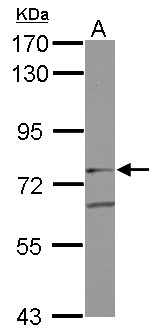GIT2 Antibody - Sample (30 ug of whole cell lysate) A: A549 7.5% SDS PAGE GIT2 antibody diluted at 1:1000