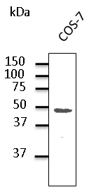 GJA1 / CX43 / Connexin 43 Antibody - Western blot. Endogenous Cx43 detected with GJA1 / CX43 / Connexin 43 antibody at 1:1000 dilution. Lysate at 100 ug per lane and rabbit polyclonal to goat IgG (HRP) at 1:10000 dilution.