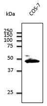 GJA1 / CX43 / Connexin 43 Antibody - Endogenous CX43 detected with LS-B9771 at 1:1000 dilution. Lysate at 100 µg per lane and rabbit polyclonal to goat IgG (HRP) at 1:10000 dilution.