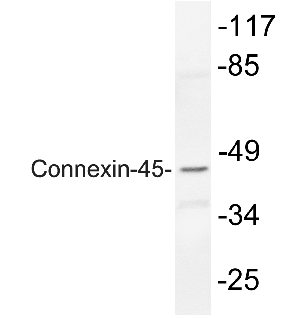GJC1 / CX45 / Connexin 45 Antibody - Western blot of Connexin-45 (N361) pAb in extracts from rat heart.
