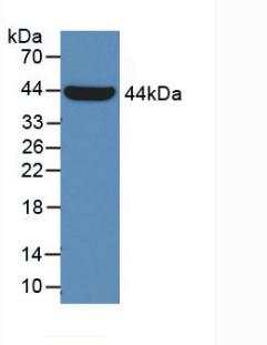 GLA / Alpha Galactosidase Antibody - Western blot of recombinant GLA / Alpha Galactosidase. 