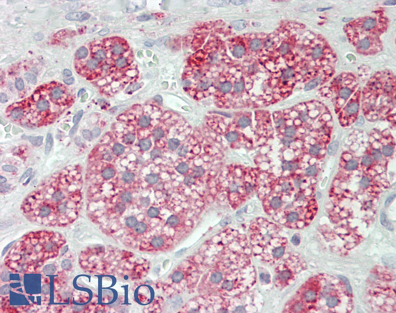 GLA / Alpha Galactosidase Antibody - Anti-GLA / Alpha Galactosidase antibody IHC staining of human adrenal. Immunohistochemistry of formalin-fixed, paraffin-embedded tissue after heat-induced antigen retrieval. Antibody concentration 5 ug/ml.  This image was taken for the unconjugated form of this product. Other forms have not been tested.