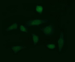 GLB1 / Beta-Galactosidase Antibody - Immunofluorescent staining of HeLa cells using anti-GLB1 mouse monoclonal antibody.