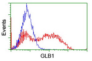 GLB1 / Beta-Galactosidase Antibody - HEK293T cells transfected with either overexpress plasmid (Red) or empty vector control plasmid (Blue) were immunostained by anti-GLB1 antibody, and then analyzed by flow cytometry.