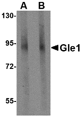GLE1 Antibody - Western blot of Gle1 in mouse brain tissue lysate with Gle1 antibody at (A) 1 and (B) 2 ug/ml.