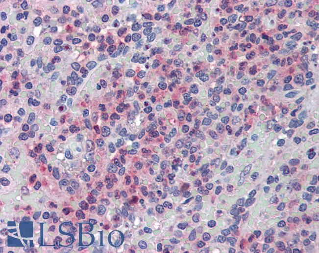 GLG1 / MG160 Antibody - Anti-GLG1 antibody IHC of human spleen. Immunohistochemistry of formalin-fixed, paraffin-embedded tissue after heat-induced antigen retrieval.