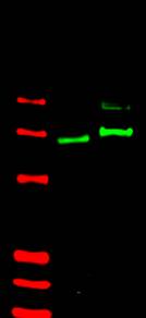 GLI2 Antibody - Anti-Gli-2 antibody shows detection of Gli-2 protein in rat testis (lane 1) and human HEK293 (lane 2) whole cell lysates (arrowhead).