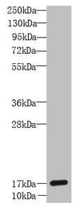 GLIPR2 Antibody - Western Blot All lanes: GLIPR2 antibody at 12 µg/ml + Mouse spleen tissue Secondary Goat polyclonal to rabbit IgG at 1/10000 dilution Predicted band size: 17 kDa Observed band size: 17 kDa