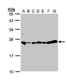 GLO1 / Glyoxalase I Antibody - Sample (30g whole cell lysate). A:293T, B: A431 , C: H1299, D: HeLa S3 , E: Hep G2 . F: MOLT4 . G: Raji . 12% SDS PAGE. GLO1 / Glyoxalase I antibody diluted at 1:1000