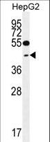 GLRX3 / Glutaredoxin 3 Antibody - TXNL2 Antibody western blot of HepG2 cell line lysates (35 ug/lane). The TXNL2 antibody detected the TXNL2 protein (arrow).