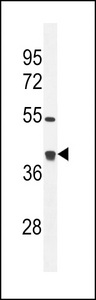 GLRX3 / Glutaredoxin 3 Antibody - TXNL2 Antibody western blot of mouse bladder tissue lysates (35 ug/lane). The TXNL2 antibody detected the TXNL2 protein (arrow).