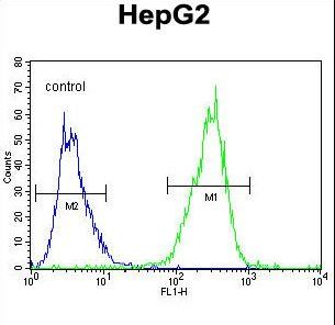 GLRX3 / Glutaredoxin 3 Antibody - TXNL2 Antibody flow cytometry of HepG2 cells (right histogram) compared to a negative control cell (left histogram). FITC-conjugated goat-anti-rabbit secondary antibodies were used for the analysis.
