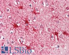 GLUD1/Glutamate Dehydrogenase Antibody - Anti-GLUD1 antibody IHC of human brain, cortex. Immunohistochemistry of formalin-fixed, paraffin-embedded tissue after heat-induced antigen retrieval. Antibody dilution 3.75 ug/ml.