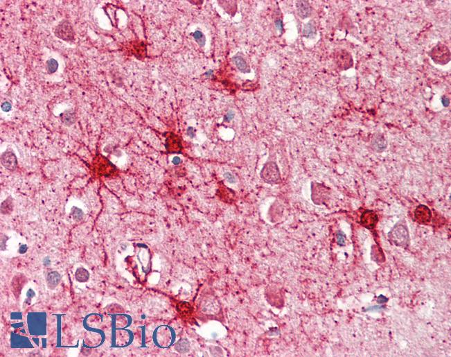 GLUD1/Glutamate Dehydrogenase Antibody - Anti-GLUD1 antibody IHC of human brain, cortex. Immunohistochemistry of formalin-fixed, paraffin-embedded tissue after heat-induced antigen retrieval. Antibody dilution 3.75 ug/ml.