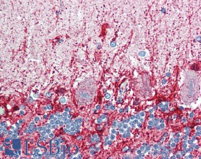 GLUD2 Antibody - Human Brain, Cerebellum: Formalin-Fixed, Paraffin-Embedded (FFPE), at a concentration of 10 ug/ml.