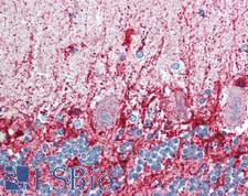GLUD2 Antibody - Human Brain, Cerebellum: Formalin-Fixed, Paraffin-Embedded (FFPE), at a concentration of 10 ug/ml.