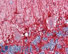 GLUD2 Antibody - Human Brain, Cerebellum: Formalin-Fixed, Paraffin-Embedded (FFPE), at a cocnentration of 10 ug/ml.
