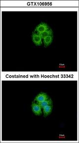 GLYATL1 Antibody - Immunofluorescence of methanol-fixed Hep G2 using GLYATL1 antibody at 1:500 dilution.