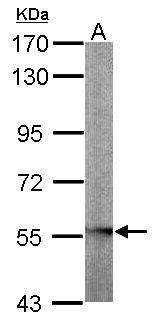 GLYCTK / Glycerate Kinase Antibody - Sample (50 ug of whole cell lysate). A: mouse liver. 7.5% SDS PAGE. GLYCTK / Glycerate Kinase antibody diluted at 1:1000.