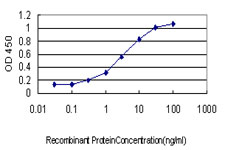 GMPS / GMP Synthase Antibody - Detection limit for recombinant GST tagged GMPS is approximately 0.1 ng/ml as a capture antibody.