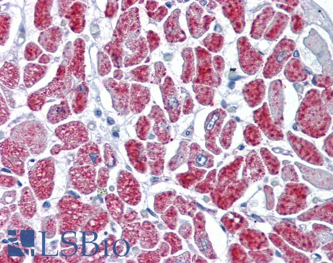GMPS / GMP Synthase Antibody - Anti-GMPS antibody IHC of human heart. Immunohistochemistry of formalin-fixed, paraffin-embedded tissue after heat-induced antigen retrieval. Antibody concentration 5 ug/ml.