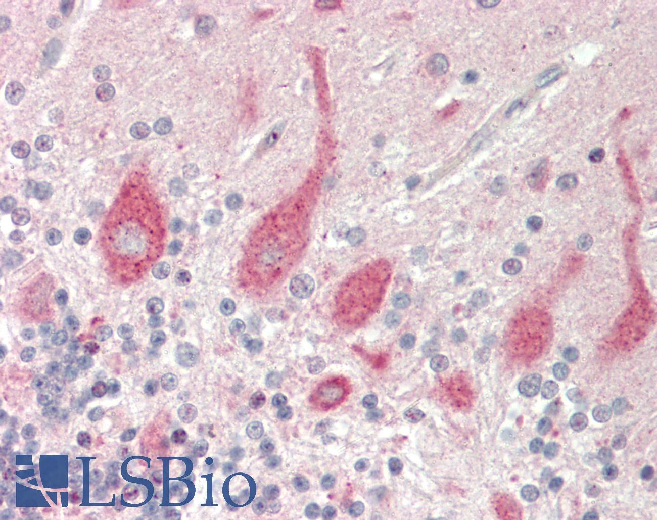 GNAL Antibody - Human Brain, Cerebellum: Formalin-Fixed, Paraffin-Embedded (FFPE)