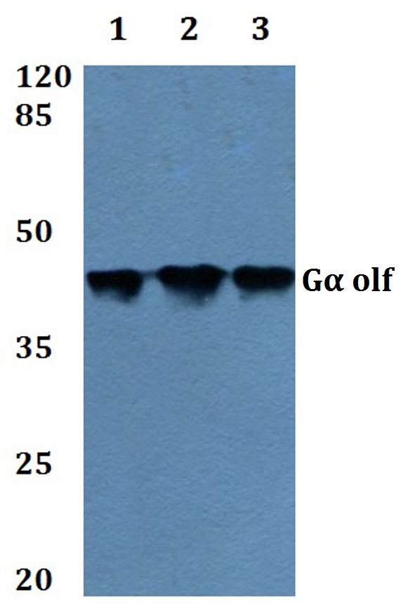 GNAL Antibody - Western blot analysis of GNAL Antibody at a 1:500 dilution. Lane 1: MCF-7 whole cell lysate. Lane 2: Raw264.7 whole cell lysate. Lane 3: PC12 whole cell lysate.
