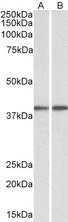 GNAQ Antibody - Goat Anti-GNAQ / ALPHA-q (aa162-175) Antibody (0.1µg/ml) staining of Mouse (A) and Rat (B) Testis lysates (35µg protein in RIPA buffer). Primary incubation was 1 hour. Detected by chemiluminescencence.