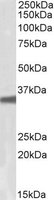 GNB3 Antibody - GNB3 antibody (0.1 ug/ml) staining of HepG2 lysate (35 ug protein/ml in RIPA buffer). Primary incubation was 1 hour. Detected by chemiluminescence.