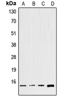GNG8 Antibody - Western blot analysis of GNG8 expression in HeLa (A); NIH3T3 (B); mouse brain (C); H9C2 (D) whole cell lysates.