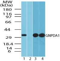 GNPDA1 Antibody - Western blot of GNPDA1 in human spleen lysate in the 1) absence and 2) presence of immunizing peptide 3) mouse spleen and 4) rat spleen using GNPDA1 Antibody at 1.0 ug/ml, 0.5 ug/ml and 0.5 ug/ml, respectively.