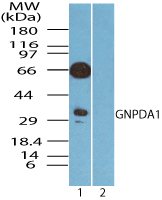 GNPDA1 Antibody - Western blot of GNPDA1 in human spleen lysate in the 1) absence and2) presence of immunizing peptide using GNPDA1 Antibody at 0.25 ug/ml.