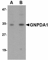 GNPDA1 Antibody - Western blot of GNPDA1 in mouse kidney lysate with GNPDA1 antibody at (A) 1 and (B) 2 ug/ml.